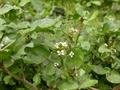 Nasturtium officinale